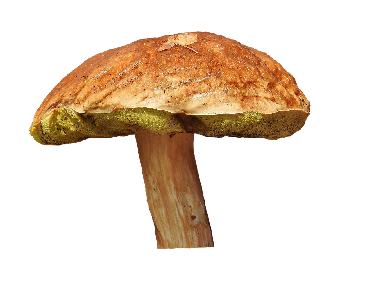 A Mushroom With A Brown Cap