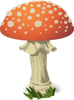 A Mushroom With A Red Cap