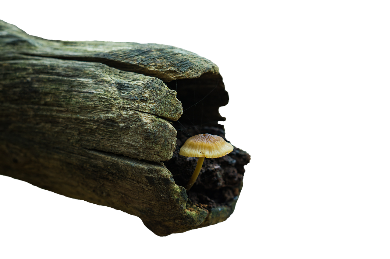 Mushroom Png 1280 X 852