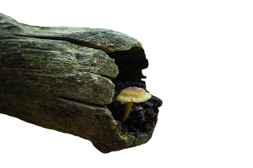 A Mushroom Growing Out Of A Log