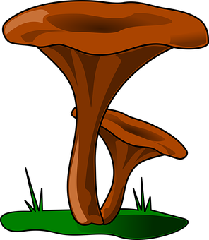 A Close Up Of A Mushroom