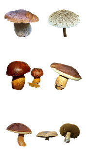 A Group Of Mushrooms On A Black Background