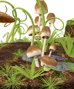 A Group Of Mushrooms Growing In A Garden