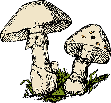 A Pair Of Mushrooms On Grass