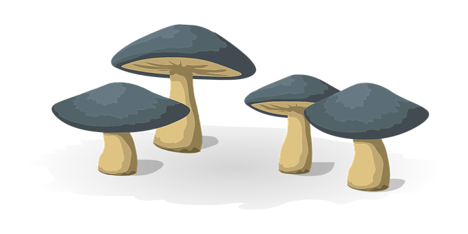 A Group Of Mushrooms On A Black Background