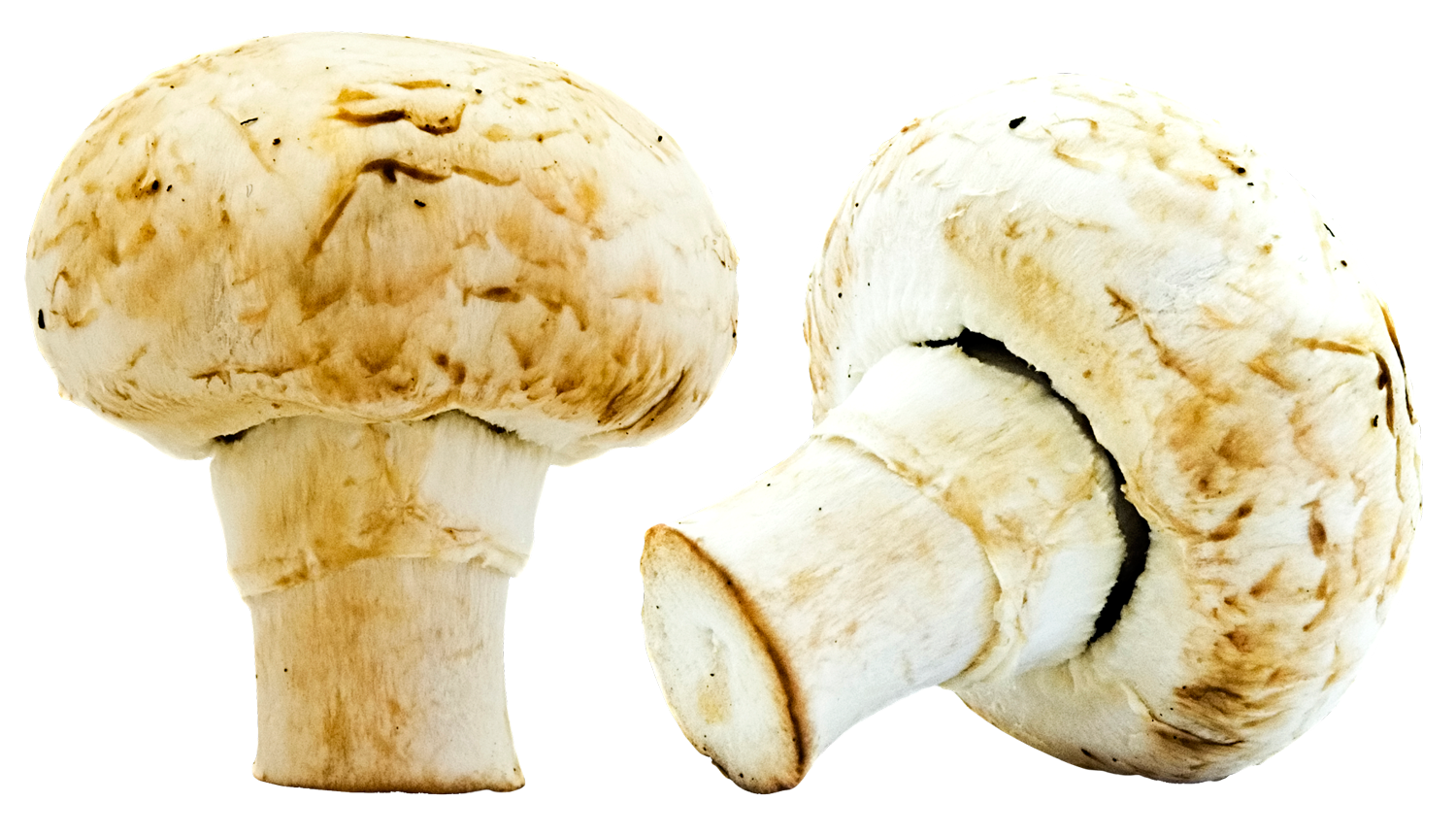 A Close Up Of Mushrooms