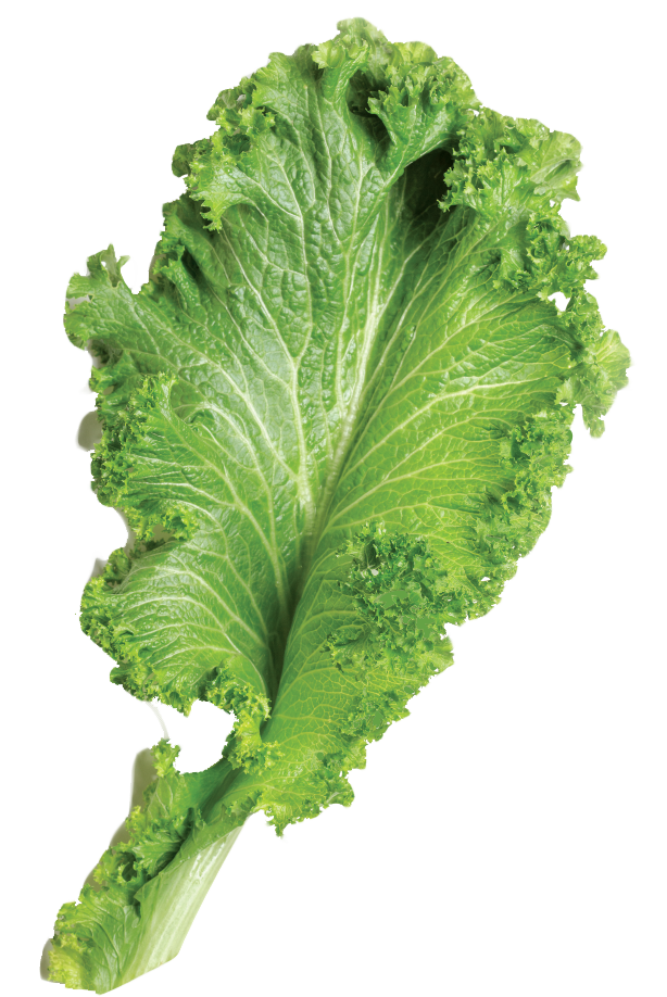A Leaf Of Lettuce With Ruffled Edges