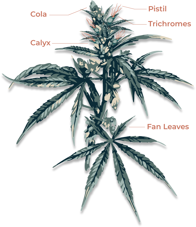 Named Cannabis Plant Parts