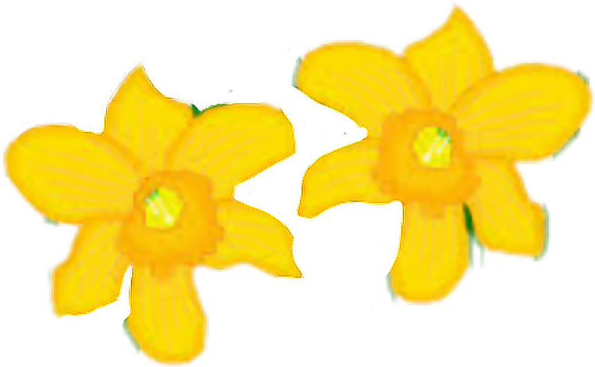 A Yellow Flowers On A Black Background