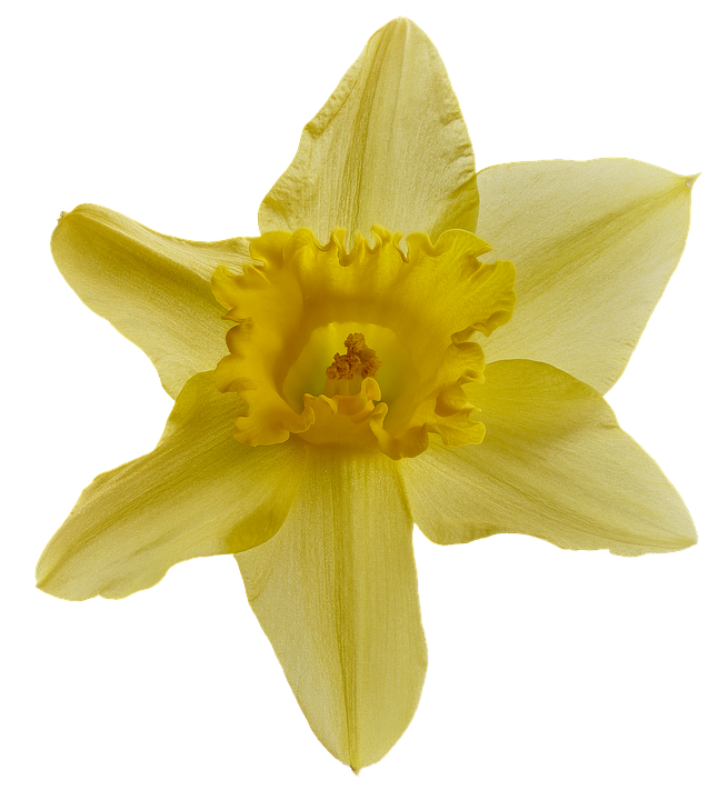 Narcissus Png 655 X 720