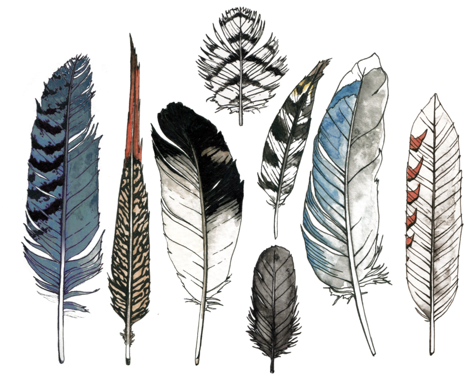 A Group Of Feathers On A Black Background