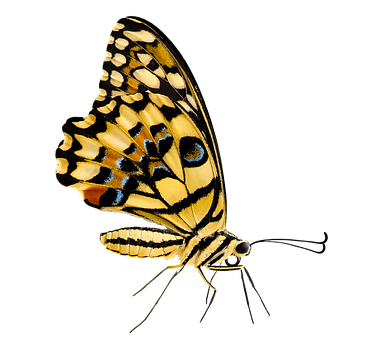 A Yellow And Black Butterfly