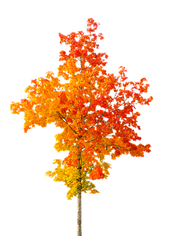 A Tree With Orange And Yellow Leaves