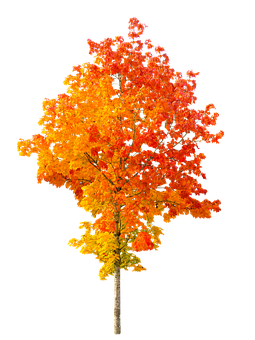 A Tree With Orange And Yellow Leaves