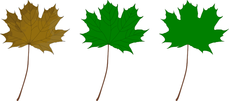 A Green And Yellow Maple Leaves