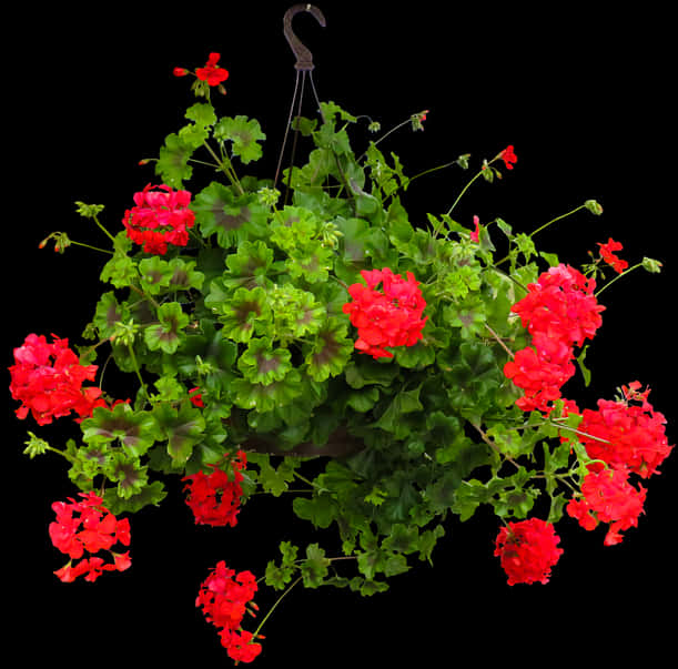 A Red Flowers In A Basket