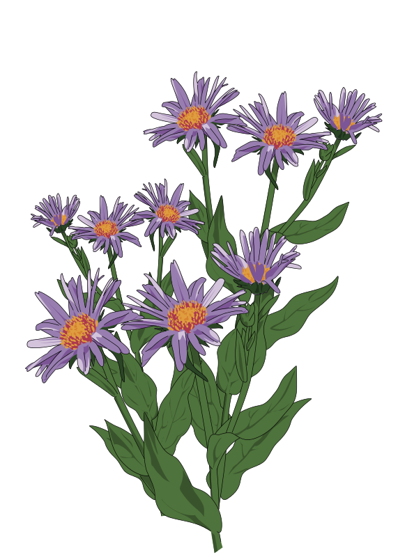 A Purple Flowers With Green Leaves