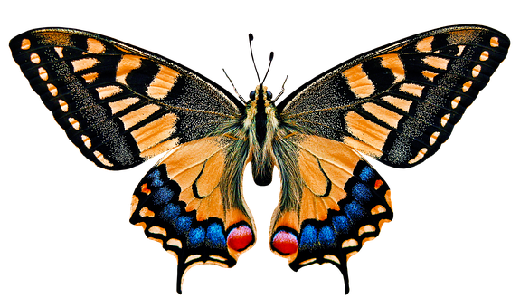 A Butterfly With Black And Yellow Wings