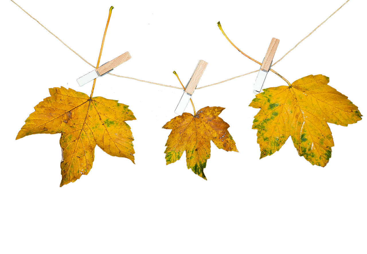 A Group Of Yellow Leaves With Clothespins On A String