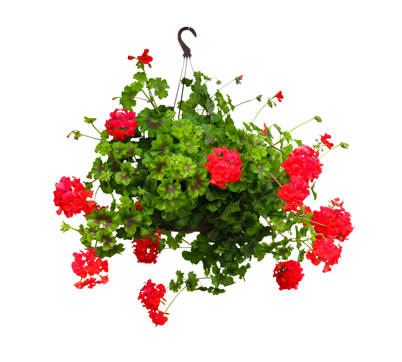 A Red Flowers In A Basket