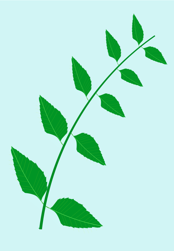 A Green Plant With White Leaves