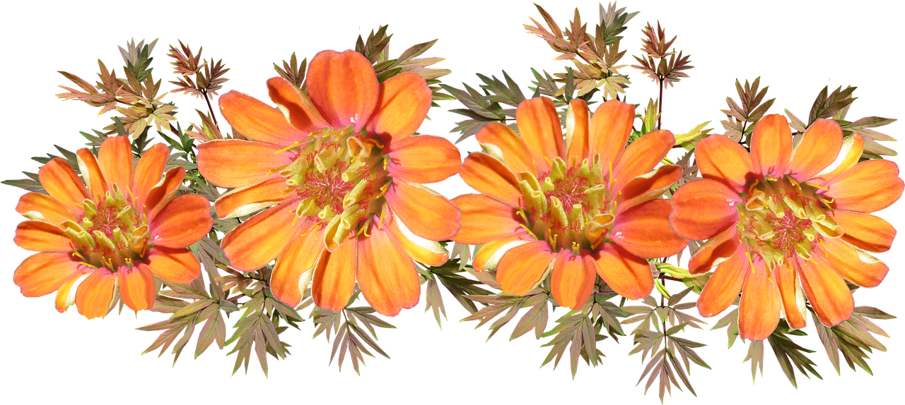 Two Orange Flowers With Green Leaves