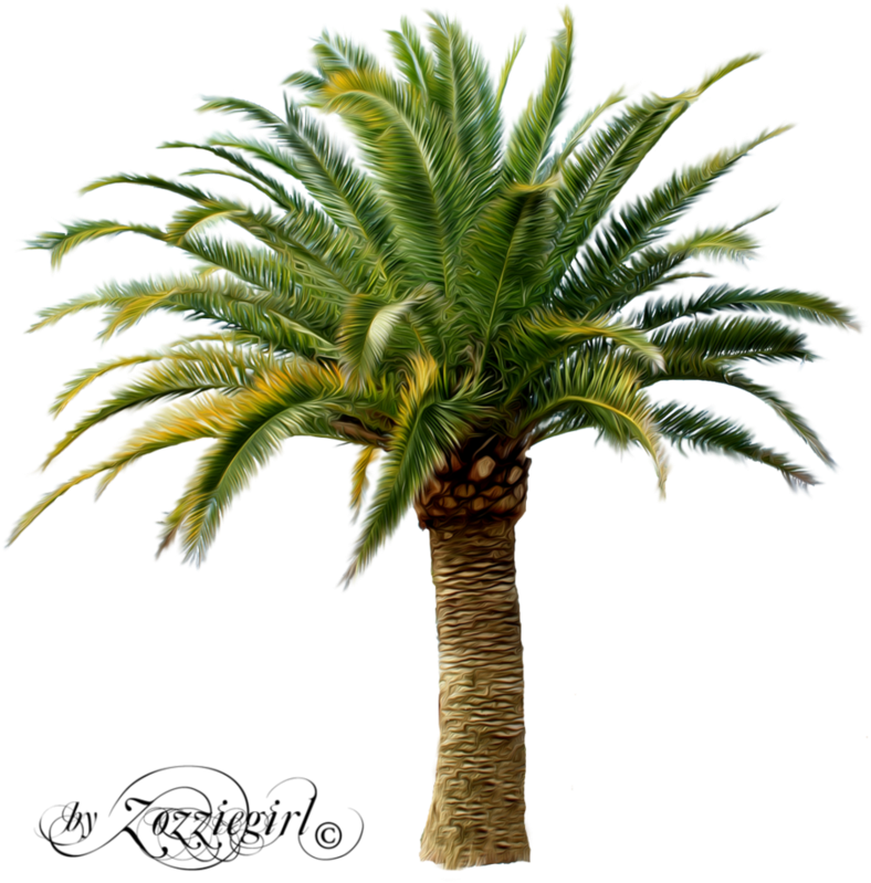 A Palm Tree With Green Leaves