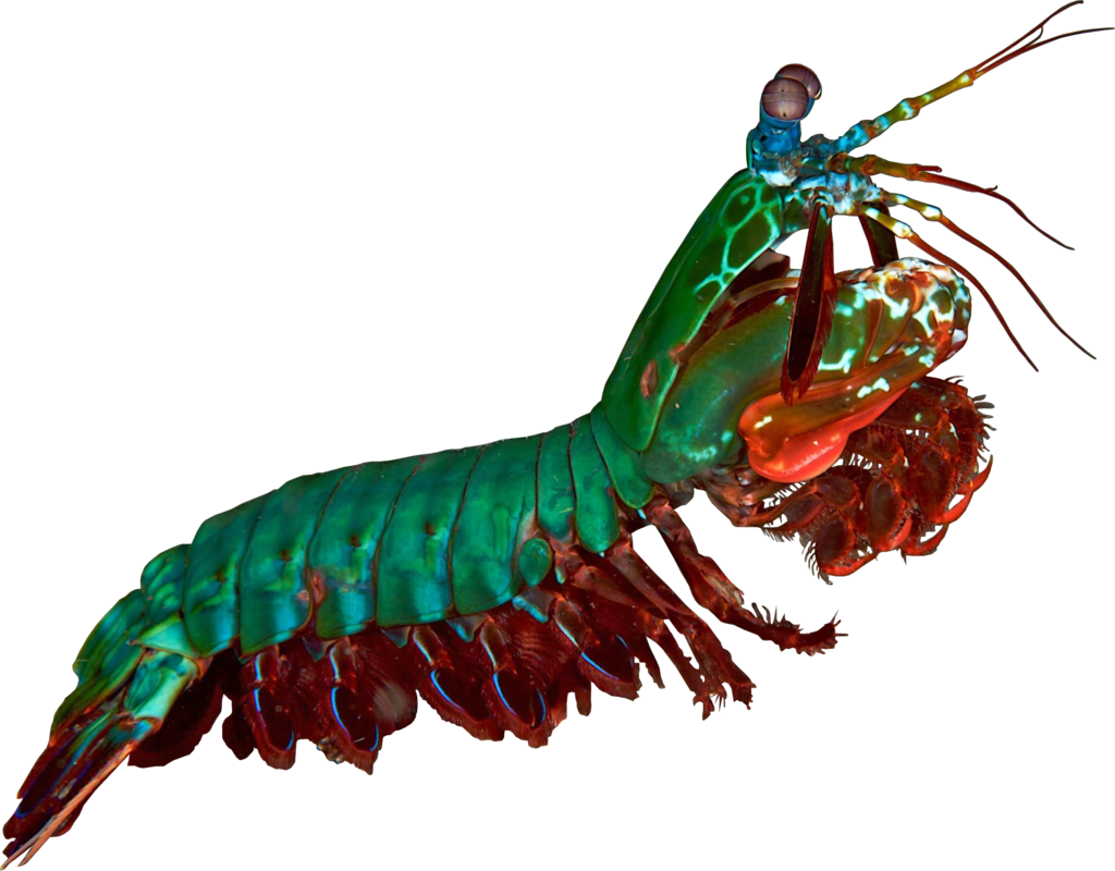 A Green And Red Shrimp With A Black Background
