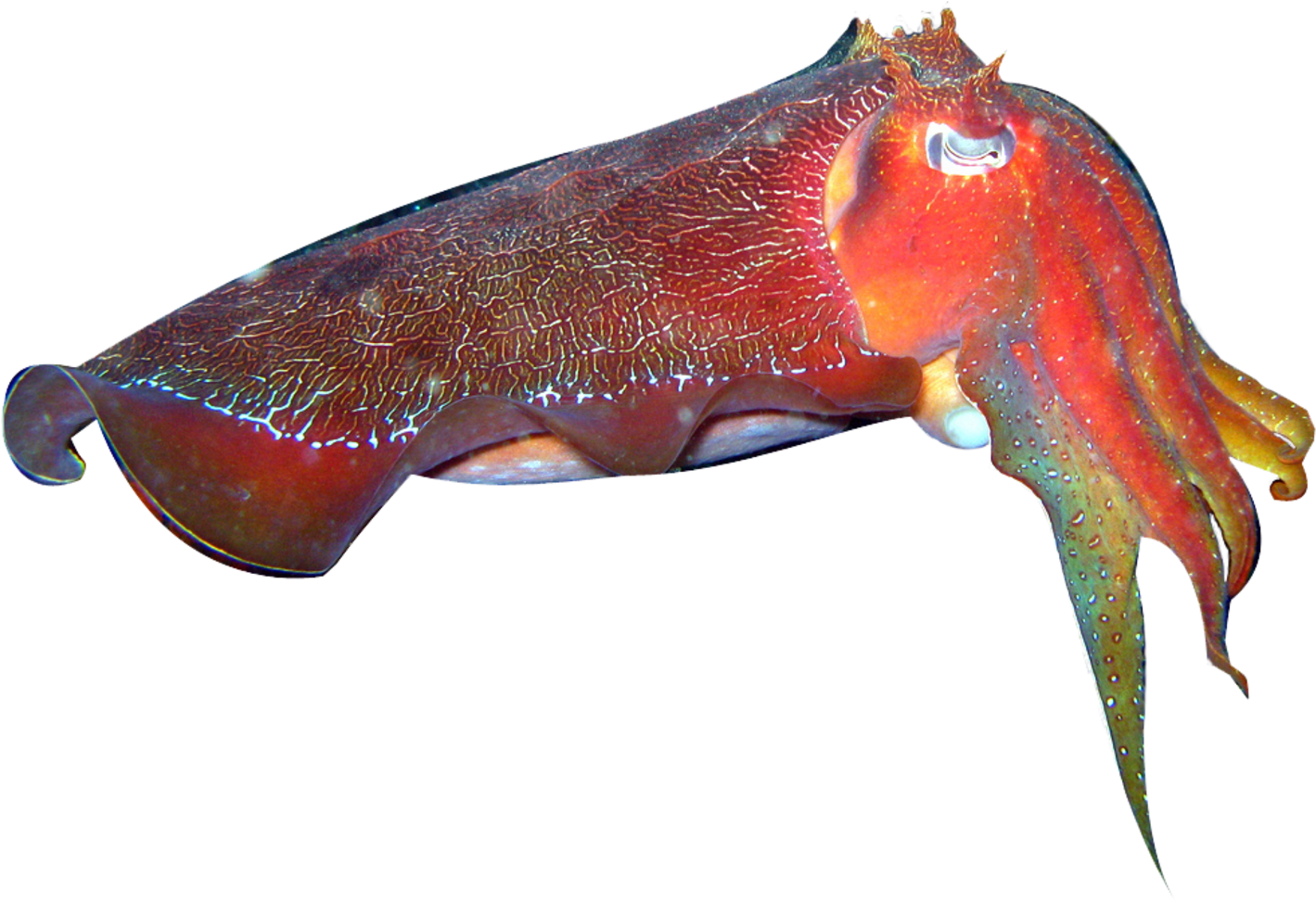 A Close Up Of A Squid