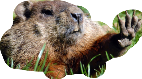 A Close Up Of A Beaver