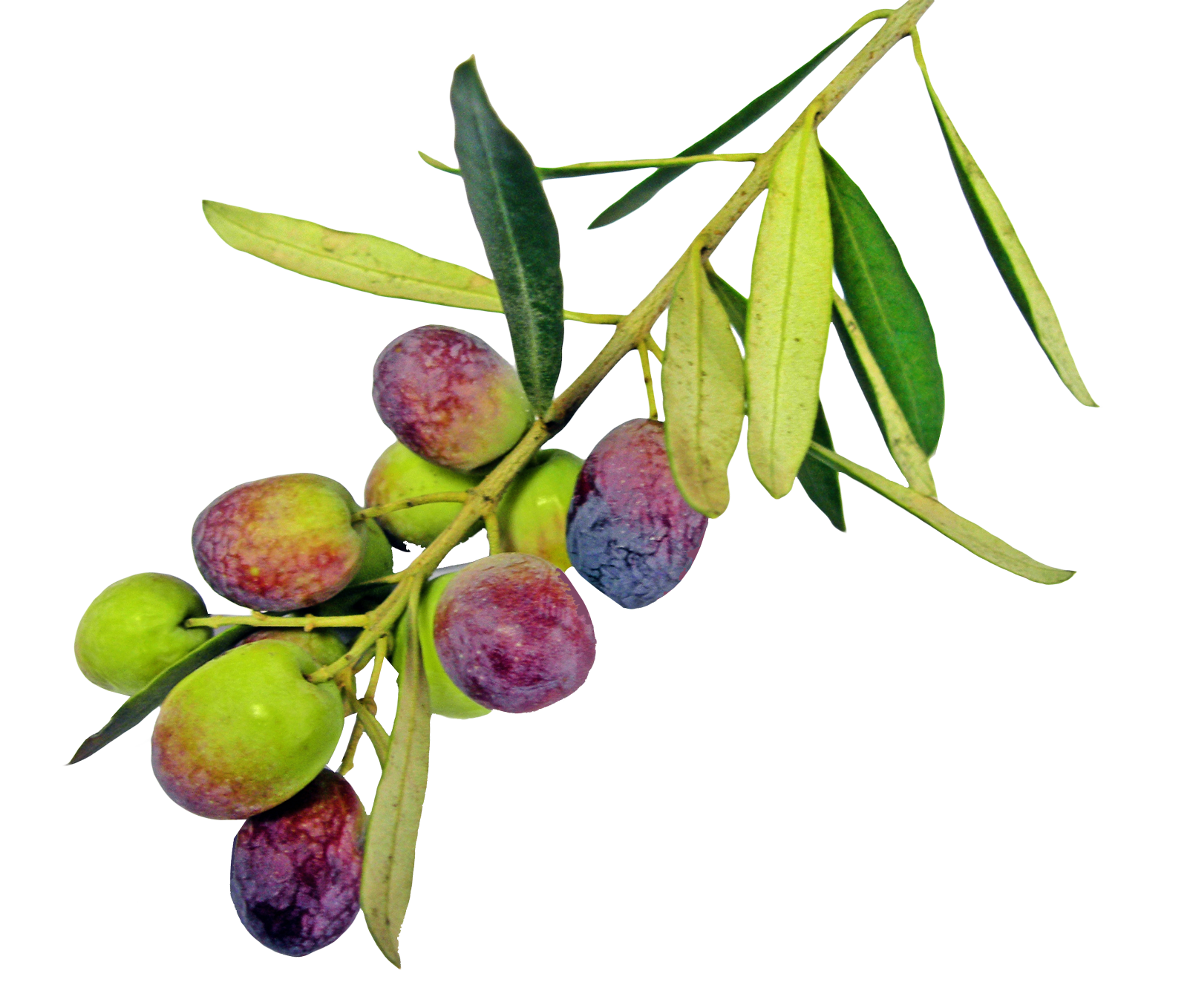 A Green And Purple Fruit On A Branch