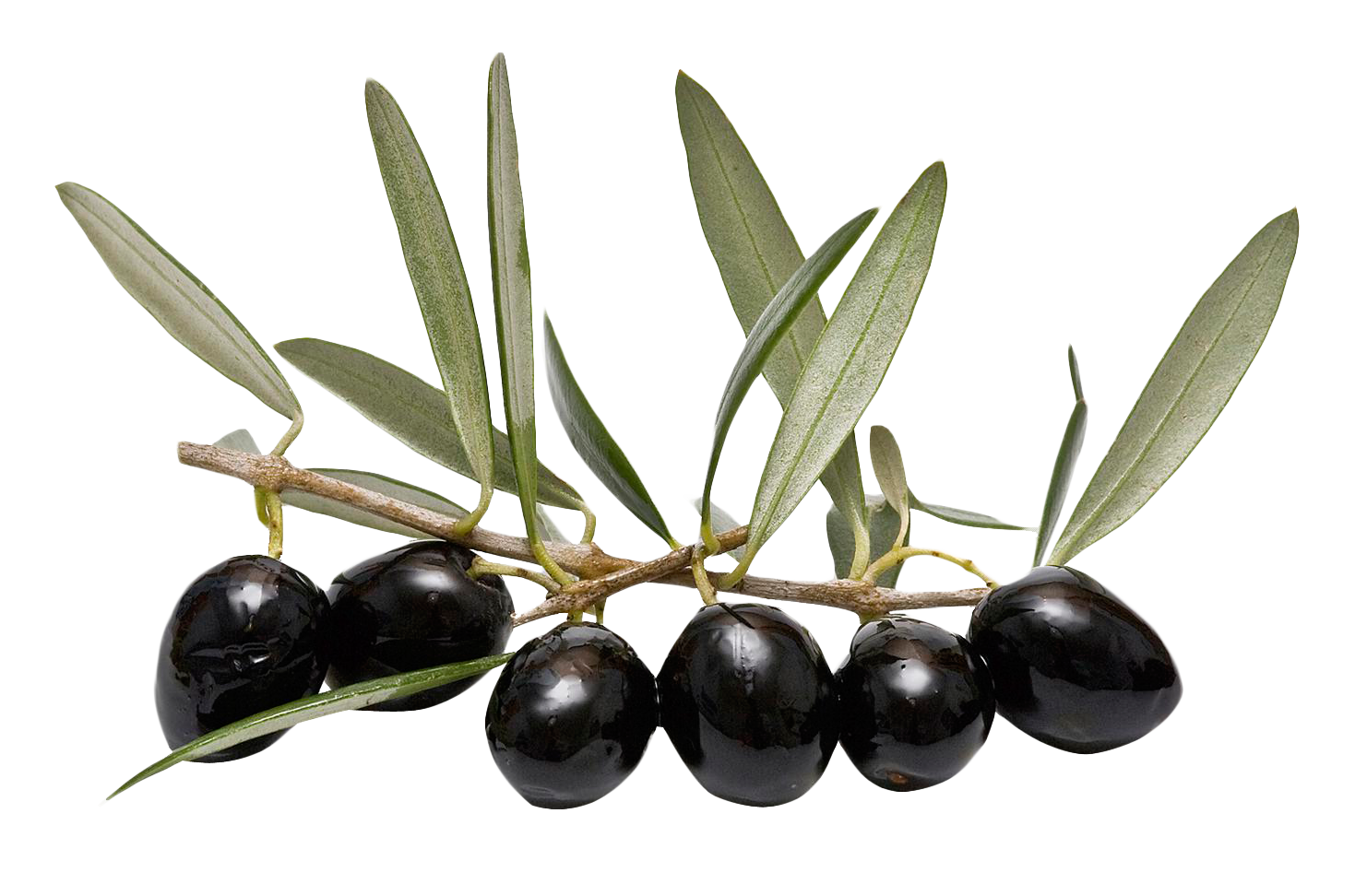 Olive Png 1469 X 972