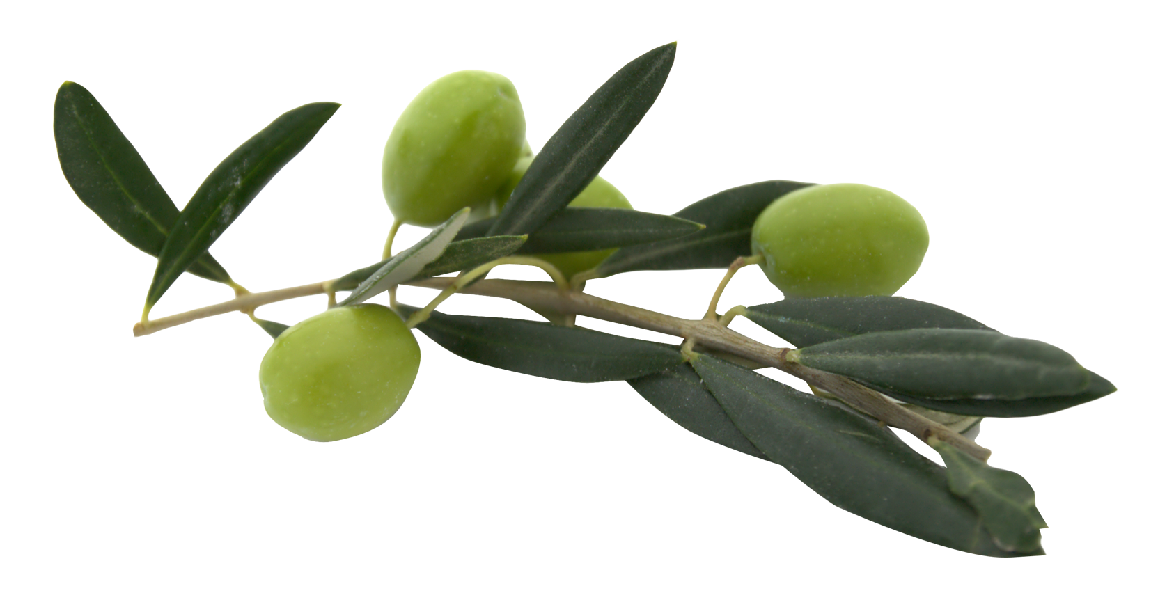Olive Png 1653 X 862