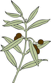 A Plant With Leaves And Fruits