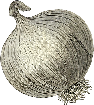 A Onion With A Black Background