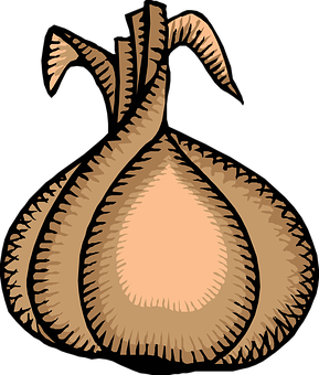A Drawing Of A Onion