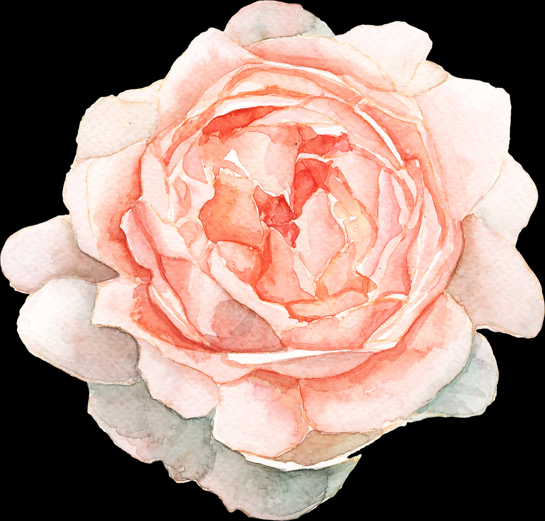 A Watercolor Of A Pink Rose