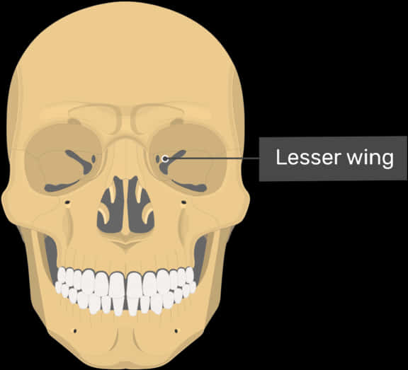 A Skull With Wings And Teeth
