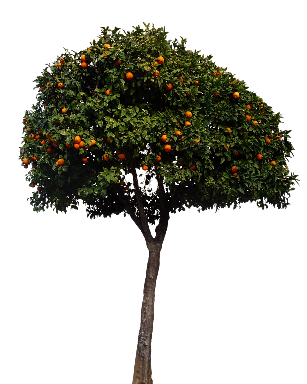 A Tree With Oranges On It