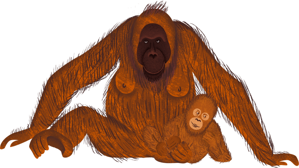 A Orangutan And Baby Monkey