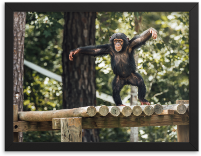A Monkey Standing On A Log