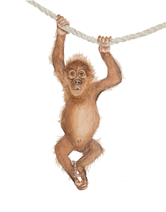 A Monkey On A Rope