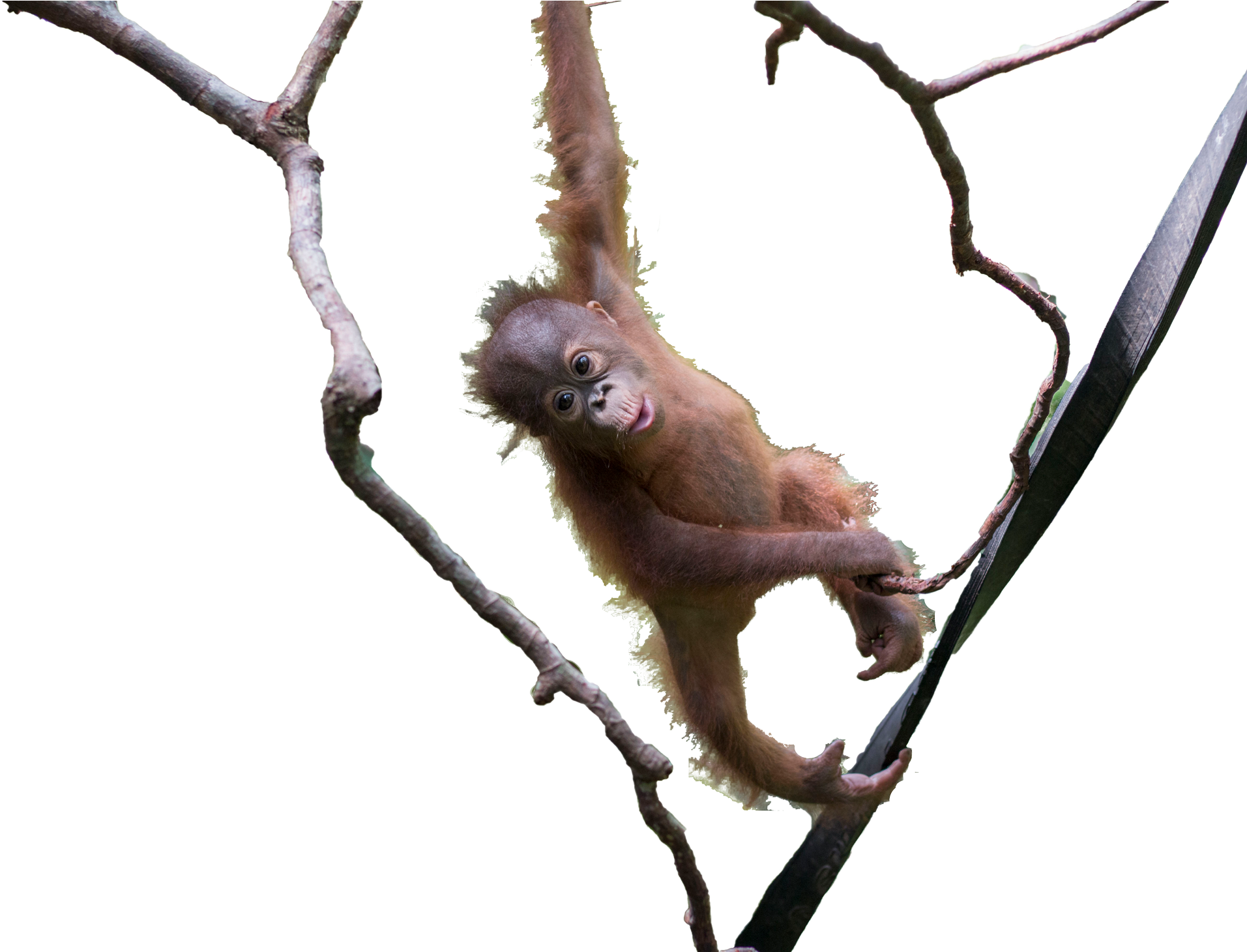 A Baby Orangutan From A Branch