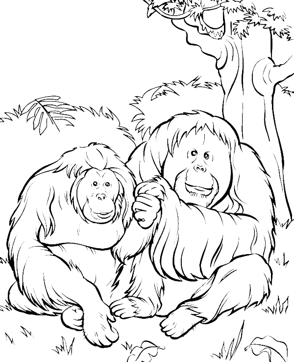 A Black And White Drawing Of Two Orangutans