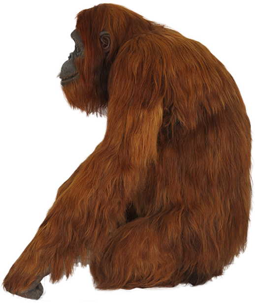 A Brown Gorilla With Long Legs