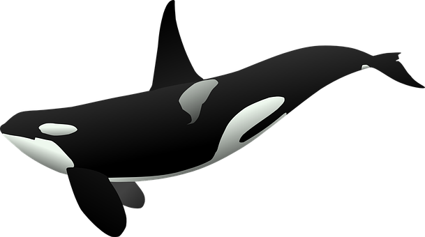 A Black And White Whale