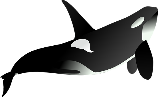 A White And Black Whale Tail