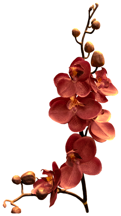 Orchid Png 405 X 720