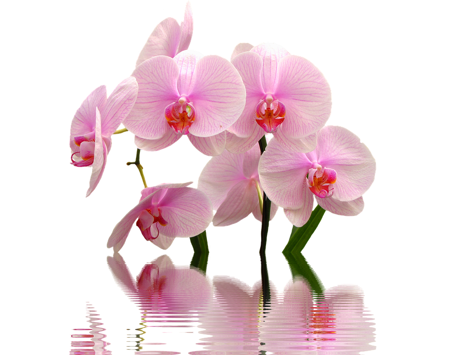 Orchid Png 960 X 720