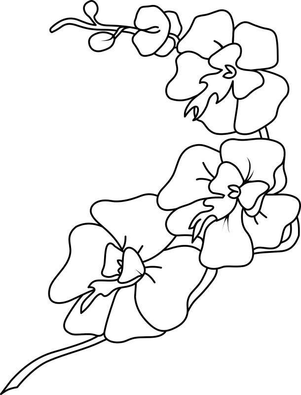 A White Line Drawing Of Flowers